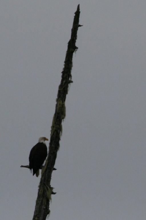 Reisebericht Tauchen British Columbia 2011