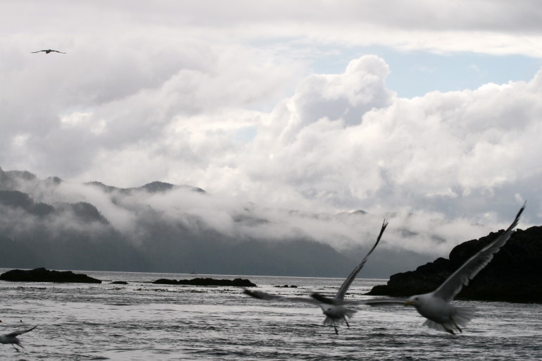 Reisebericht Tauchen British Columbia 2011