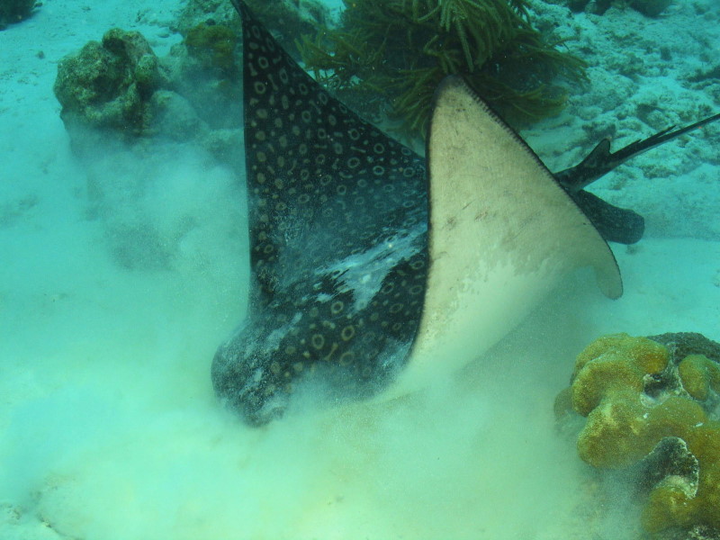 Reisebericht Tauchen Bonaire, Niederländische Antillen 2012