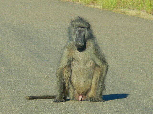 Reisebericht Mosambik mit Krüger-Nationalpark