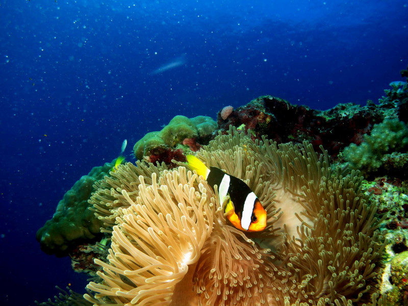 Reisebericht Tauchen Biyadhoo Malediven 2012, Anemonenfisch