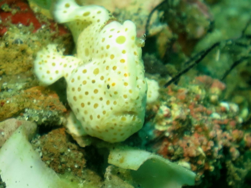 Reisebericht Tauchen Lembeh ResortLembeh Resort, Nord Sulawesi, Indonesien