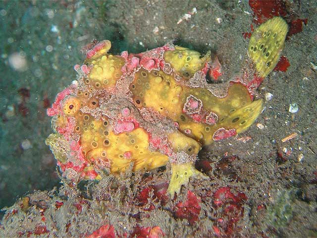 Reisebericht Indonesien Lembeh-Strait