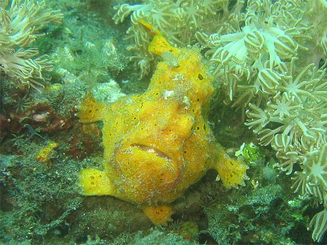 Reisebericht Indonesien Lembeh-Strait