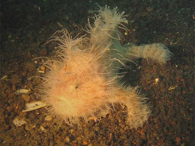 Reisebericht Indonesien Lembeh-Strait