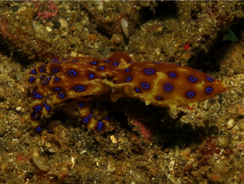 Reisebericht Tauchen Lembeh ResortLembeh Resort, Nord Sulawesi, Indonesien