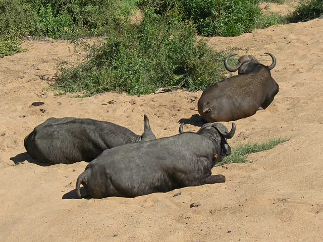 Reisebericht Mosambik mit Krüger-Nationalpark