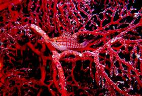 Bueschelb.jpg (14922 Byte)