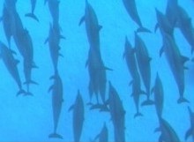 Dolph1.jpg (8948 Byte)