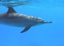 Dolph2.jpg (6693 Byte)