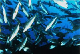 FischschwarmFuerte.jpg (12276 Byte)