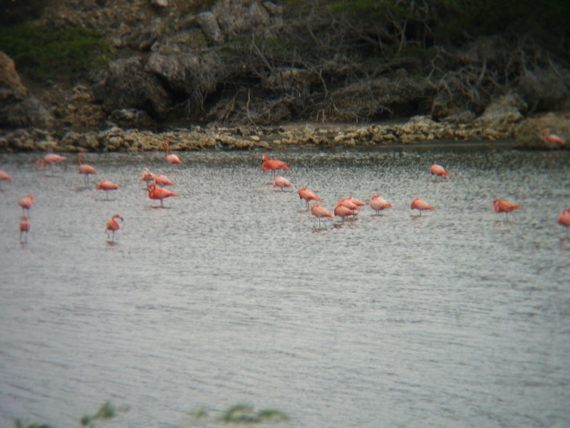 Reisebericht Tauchen Bonaire, Niederländische Antillen 2012