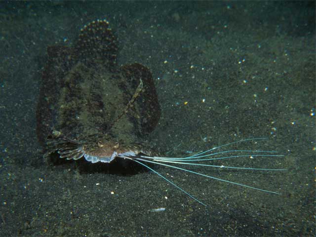 Reisebericht Indonesien Lembeh-Strait