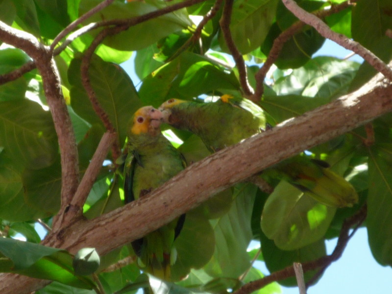 Reisebericht Tauchen Bonaire, Niederländische Antillen 2012