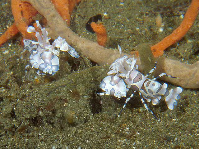 Reisebericht Indonesien Lembeh-Strait