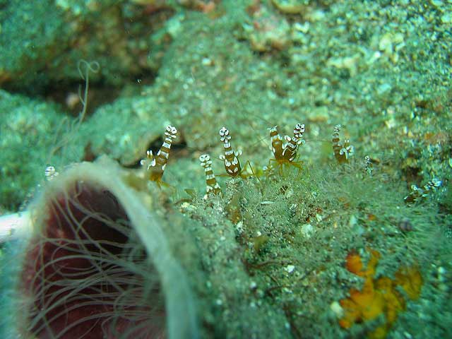 Reisebericht Indonesien Lembeh-Strait