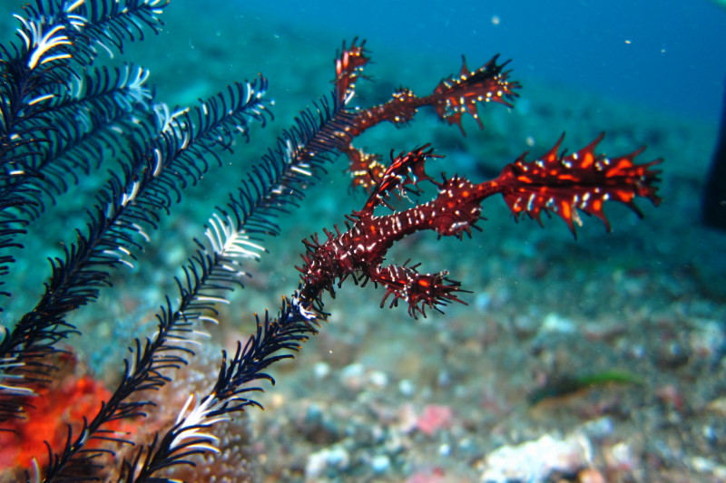 Reisebericht Tauchen Lembeh ResortLembeh Resort, Nord Sulawesi, Indonesien