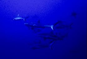 Haie.jpg (3357 Byte)