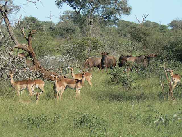 Reisebericht Mosambik mit Krüger-Nationalpark