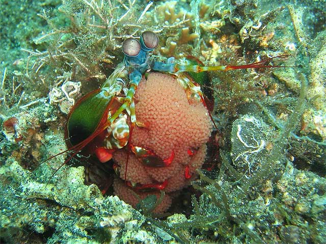 Reisebericht Indonesien Lembeh-Strait