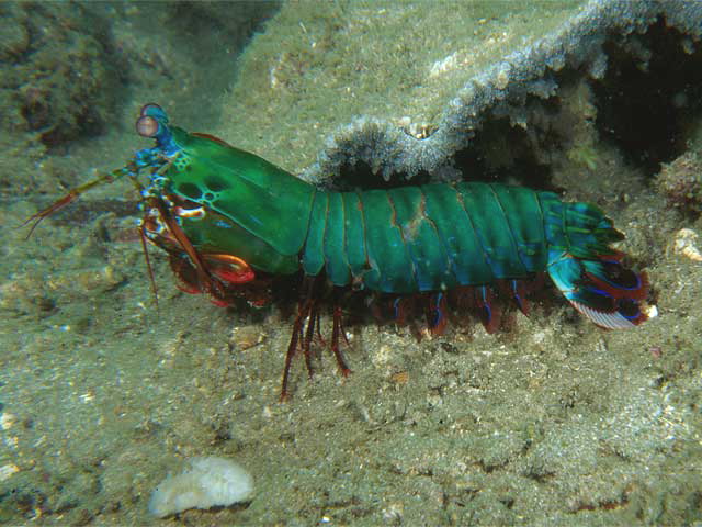 Reisebericht Indonesien Lembeh-Strait