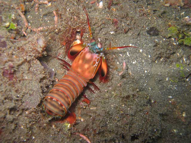 Reisebericht Indonesien Lembeh-Strait