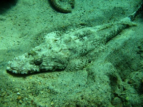 Krokodilfisch