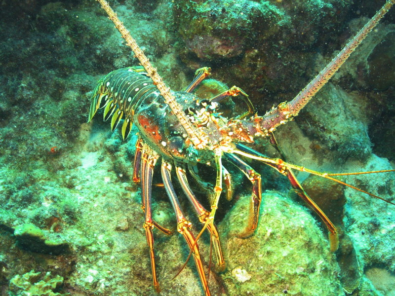 Reisebericht Tauchen Bonaire, Niederländische Antillen 2012