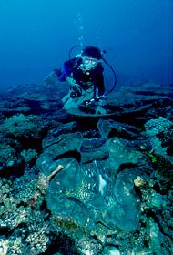 MaMuschel.jpg (14174 Byte)