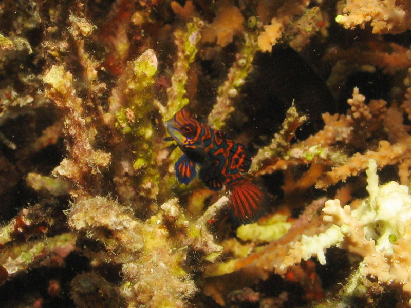 Reisebericht Tauchen Bohol Philippinen 2010