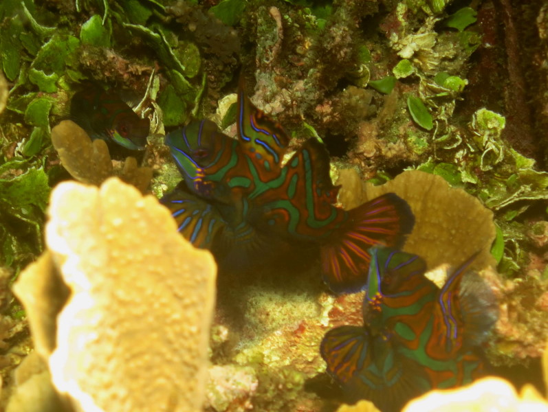 Reisebericht Tauchen Lembeh ResortLembeh Resort, Nord Sulawesi, Indonesien