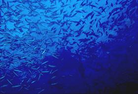 Manta_Schwarm.jpg (10774 Byte)