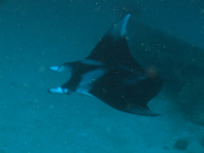 Reisebericht Tauchen Bonaire, Niederländische Antillen 2012