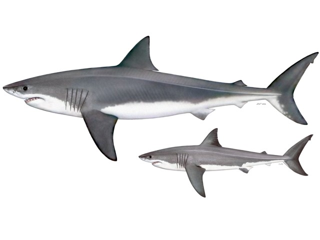 Megalodon vs Weißer Hai