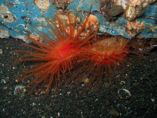 Reisebericht Indonesien Lembeh-Strait