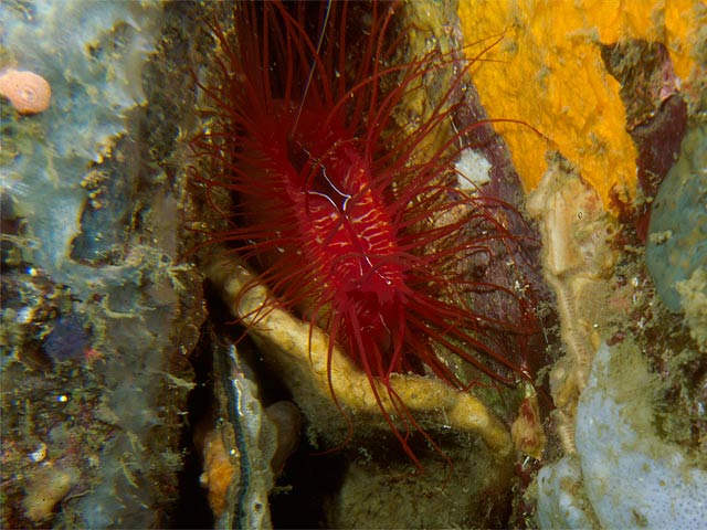 Reisebericht Indonesien Lembeh-Strait