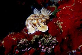 Nacktschn.jpg (10323 Byte)