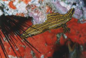 Nacktschnecke.jpeg (11416 Byte)