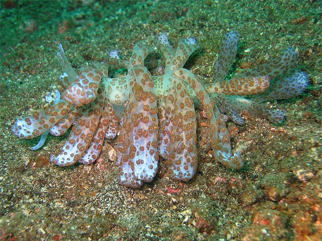Reisebericht Indonesien Lembeh-Strait