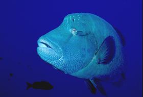 Napoleon.jpg (5402 Byte)