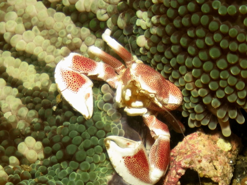 Reisebericht Tauchen Lembeh ResortLembeh Resort, Nord Sulawesi, Indonesien
