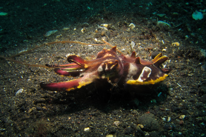 Reisebericht Tauchen Lembeh ResortLembeh Resort, Nord Sulawesi, Indonesien