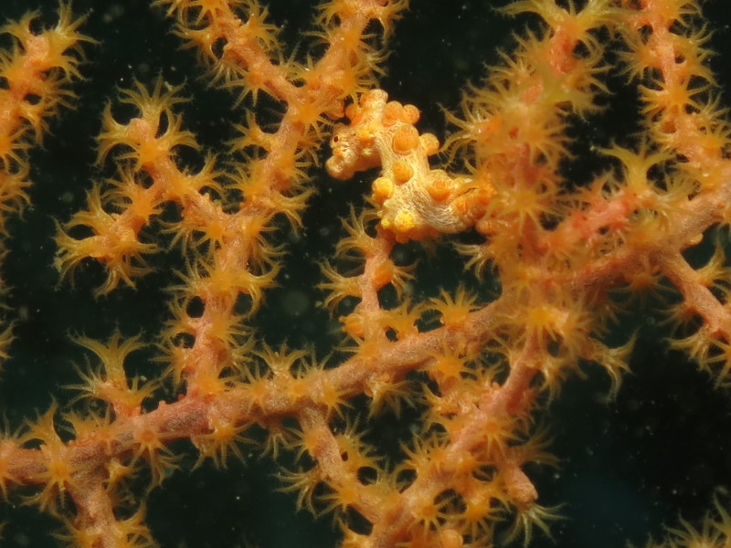 Reisebericht Tauchen Lembeh ResortLembeh Resort, Nord Sulawesi, Indonesien