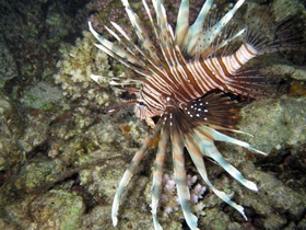 Rotfeuerfisch