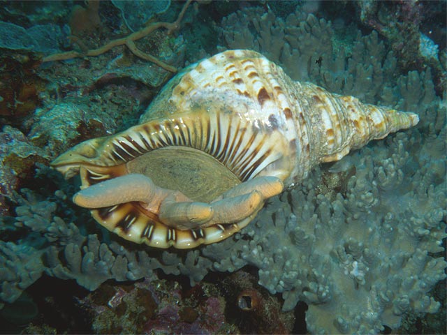 Reisebericht Indonesien Lembeh-Strait