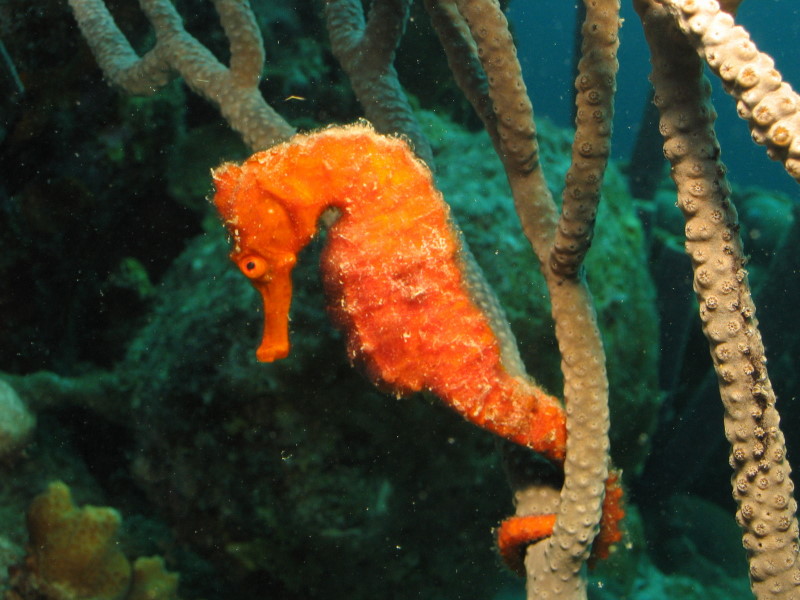 Reisebericht Tauchen Bonaire, Niederländische Antillen 2012