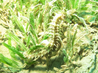 Seepferdchen Gassous Bay