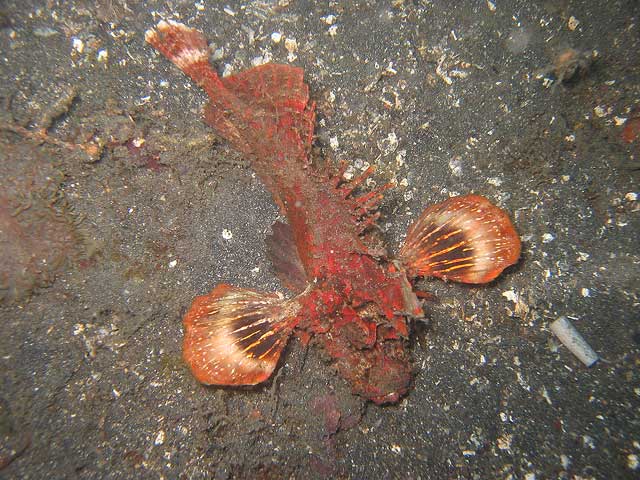 Reisebericht Indonesien Lembeh-Strait