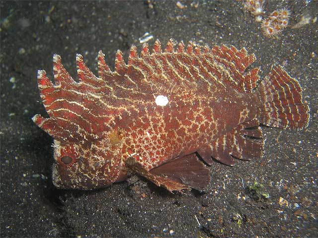 Reisebericht Indonesien Lembeh-Strait