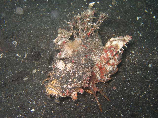Reisebericht Indonesien Lembeh-Strait